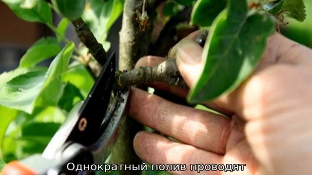 Яблоня Валюта колоновидная