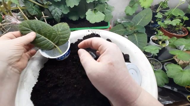 Пересаживаю глоксинию и беру листики для размножения. смотреть онлайн