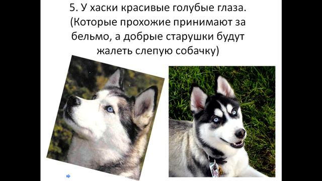 11 причин зависти хаски.mp4 смотреть онлайн