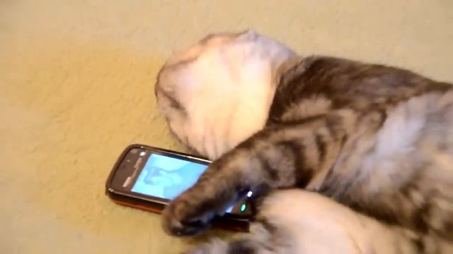 Кот с мобильным телефоном смотреть онлайн