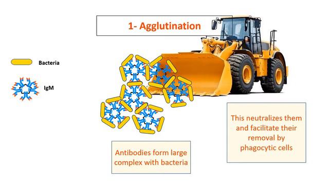 Antibodies : Structures, Functions And Types