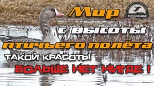 В центре утиной и гусиной присады. Мир с высоты птичьего полета.