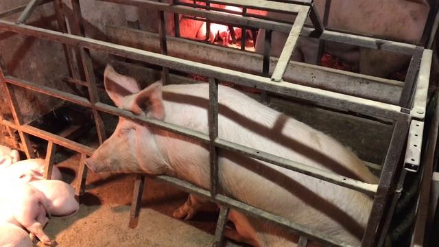 ЗАРАБОТОК НА СВИНОМАТКАХ , КОГДА И В КАКИЕ СРОКИ СТАВИТЬ СВИНОМАТОК В СТАНКИ ДЛЯ ОПОРОСА смотреть онлайн