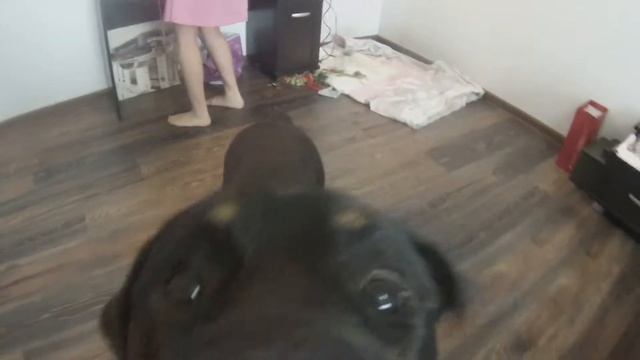 Собираемся на свадьбу к Вовану и Ире . С фокси смотреть онлайн