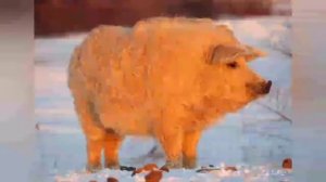 ВЕНГЕРСКАЯ МАНГАЛИЦА ПОРОДА СВИНЕЙ. ВСЕ О ПОРОДЕ. КАК ВЫБРАТЬ ПОРОСЕНКА?