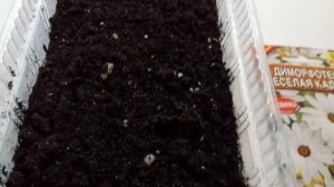 ОБЯЗАТЕЛЬНО ПОСЕЙТЕ ТАКОЙ ЦВЕТОК - БАРОМЕТР ПОГОДЫ. ДИМОРФОТЕКА , НОГОТКИ РОМАШКИ .ПОСЕВ НА РАССАДУ