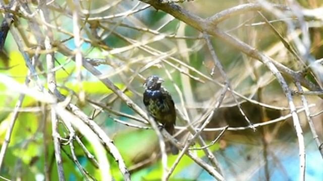 Tiziu fenômeno 29 cantos por minuto na natureza esse ia ganhar vários torneios de fibra !!! смотреть онлайн