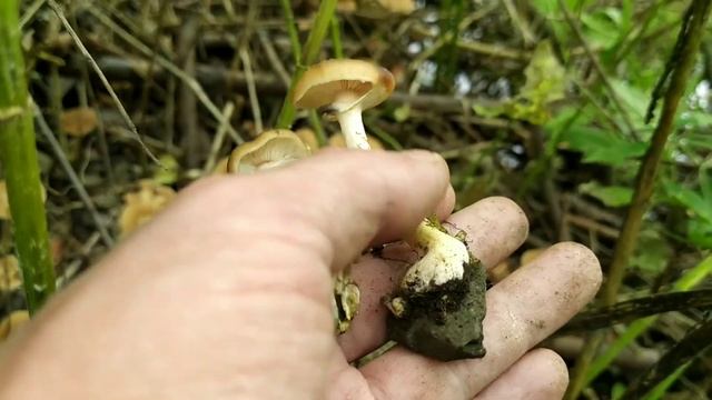 Опята на камнях у реки. смотреть онлайн