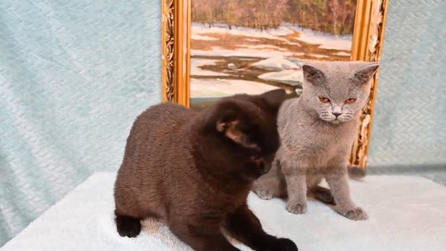 Британские короткошерстные котята в продаже смотреть онлайн