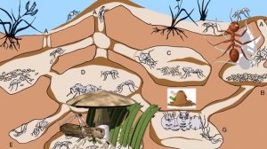 КАКИЕ ПРОФЕССИИ У МУРАВЬЁВ.  РАЗВИВАЮЩЕЕ ВИДЕО ДЛЯ ДЕТЕЙ.