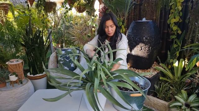 Pang-sosyal na halaman na pwedeng gawing Feature Plant / Dracaena Draco " Dragon Tree" смотреть онлайн