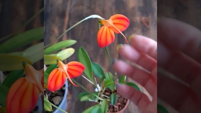 Masdevallia Ignea, как я ее выращиваю