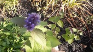 #травы  #лофанттибетский  #корейскаямята /Лофант тибетский(лат.agastache rugosa) "соперник женьшеня