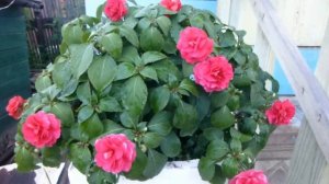 ПРОДОЛЖЕНИЕ.100% МАХРОВЫЕ БАЛЬЗАМИН УОЛЛЕРА. ИЗ ОДНОГО ЧЕРЕНКА ОГРОМНЫЙ КУСТ. СЕКРЕТ УСПЕХА.