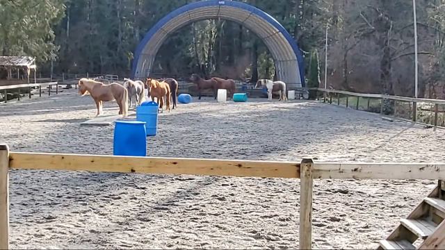 Sunny Afternoon Horsey Playtime - Livestream смотреть онлайн