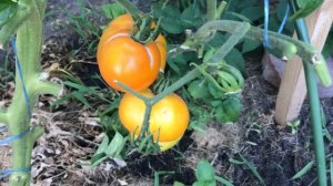 Томат забава и оранжевый круглый сезон 2020