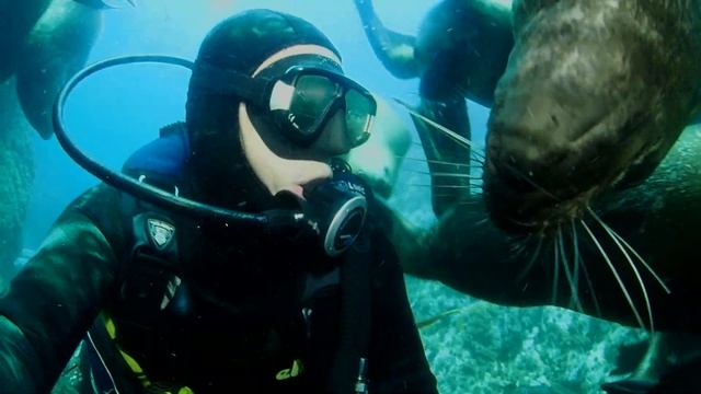 Морские львы острова Монерон смотреть онлайн