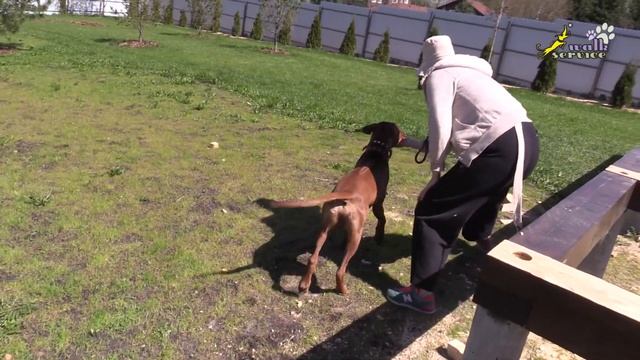 Один из возможных способов обучения собаки бегу по кругу смотреть онлайн