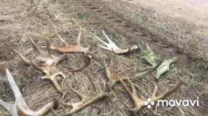 Очередной трофей. Отличный выход. Нашли много рогов лося.