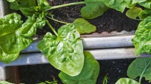 Как Вырастить ШПИНАТ ДОМА на Подоконнике | Шпинат Выращивание на подоконнике