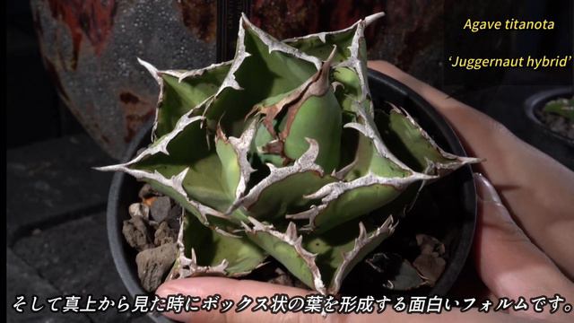 今お気に入りのアガベ（チタノタ）をご紹介【個人コレクション／室内管理株編】 смотреть онлайн