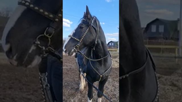Выездная сбруя для лошади из уздечки и нагрудника (подперсья) с украшениями из латуни смотреть онлайн
