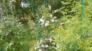 Мои розы-рамблеры второгодки Утигорд фоллс, Гирлянд роуз,Вартбург.  2019