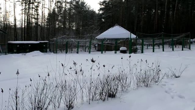 Орловское полесье, обзор, вольры смотреть онлайн