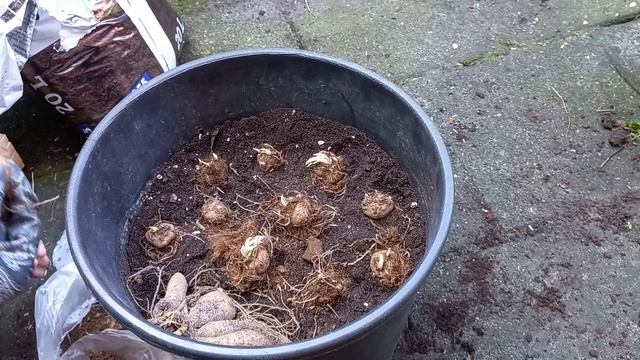 How to Plant / Grow Dahlia and Liatris Spicata (Blazing Star) Bulbs in a Container смотреть онлайн