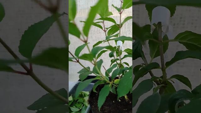 Часть вторая. Нормировка новых купленных саженцев Polar Bear и Mojito. смотреть онлайн