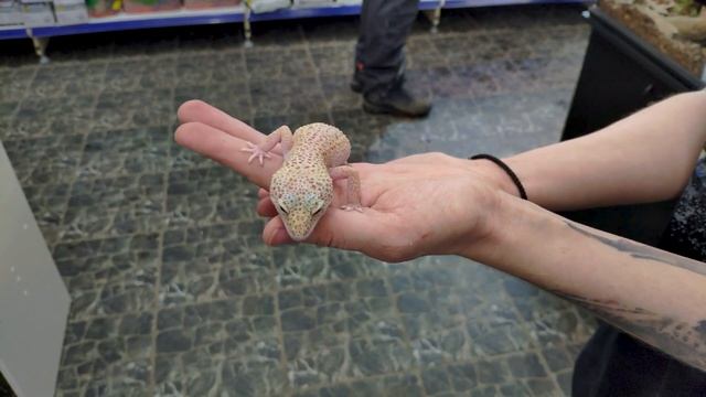 Мой Топ-5 рептилий для содержания дома смотреть онлайн