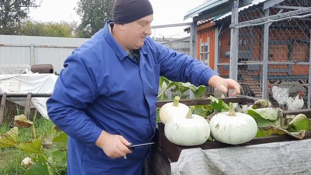 ТЫКВА НА КУРИНОМ ДОБРЕ. смотреть онлайн