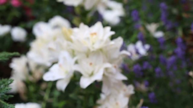 Сад Людмилы Кудасовой - Розы в июне смотреть онлайн