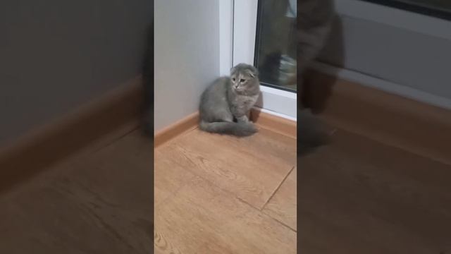 Йорки зазывают вислоухого котёнка играть смотреть онлайн