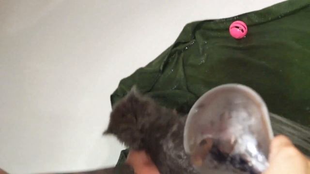 Kitten does not want to bath and meows loudly смотреть онлайн