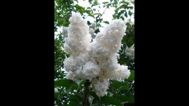 Ты прости... авторская песня стихи и исполнение Татьяна Талызина муз Виктор Воронцов смотреть онлайн