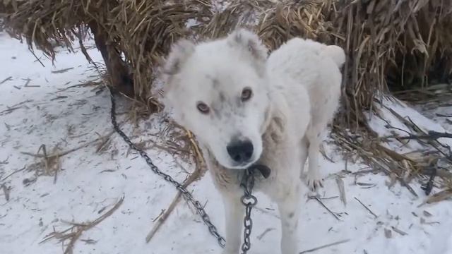 Алабай Бетховен смотреть онлайн
