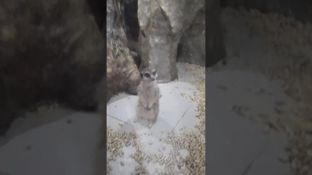 Анаконда в аквариуме. Алушта смотреть онлайн