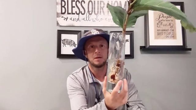 How to propagate fiddle leaf fig | Using water and a vase смотреть онлайн