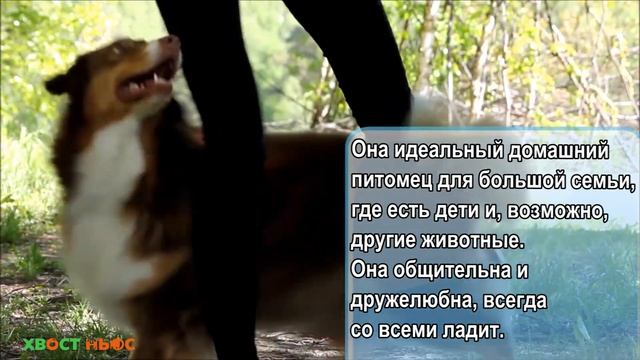 Австралийская овчарка Аусси смотреть онлайн