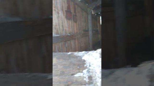 выпустил овец под навес смотреть онлайн