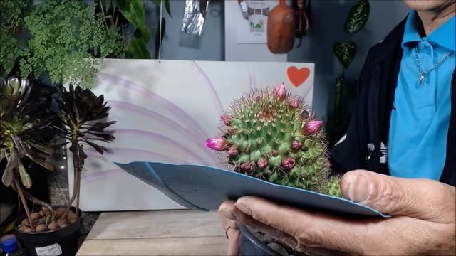 Cacto Cobra Gigante (Mammillaria matudae), como cultivar e fazer mudas смотреть онлайн