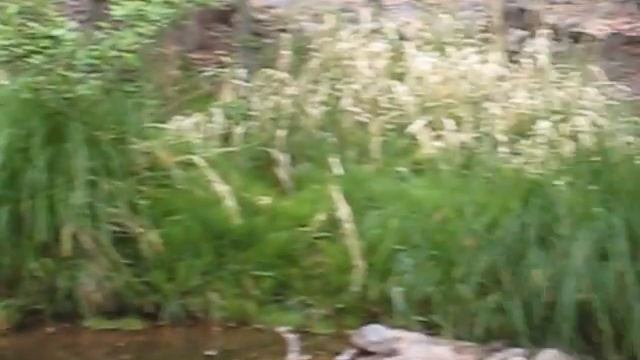 Sheba, the Python Snake drinking water from a stream in Sedona, AZ смотреть онлайн