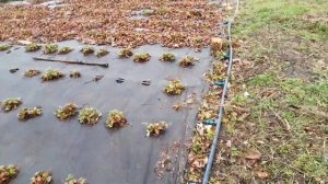 Как протянуть капельный полив под агроволокно