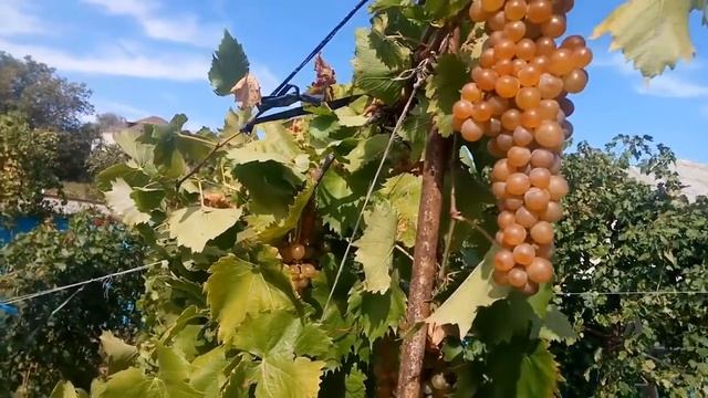 Винный сорт Мускат Голодриги. смотреть онлайн