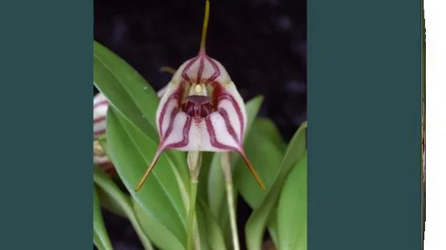 Masdevallia Orchid | Identify Breed By Picture - Flower Masdevallia Orchid смотреть онлайн