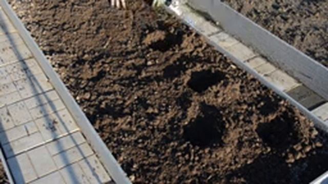 Капуста Романеско: как правильно высадить рассаду в открытый грунт? смотреть онлайн