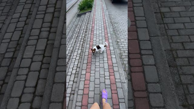 Щенок джек рассел в послушании (6 мес) #джекрассел #щенокджекрассел #букля #джекрасселтерьер #собак смотреть онлайн