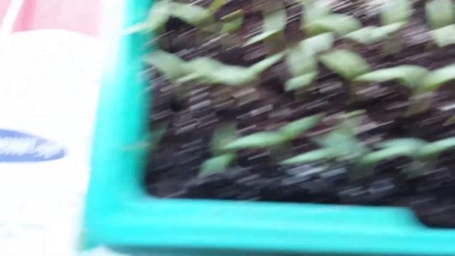 Почему повалилась рассада? смотреть онлайн