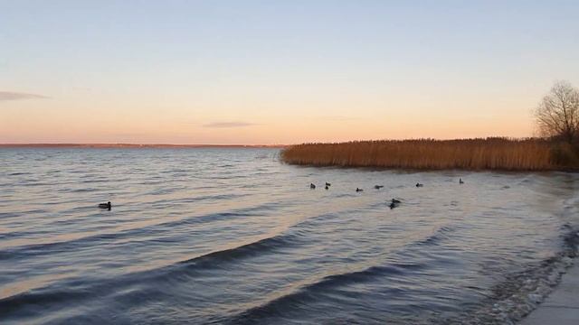 2020.11 Переславль-Залесский, Ростов. Плещеево озеро. Утки смотреть онлайн